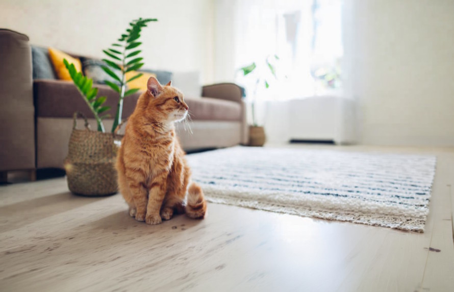 Tùy chọn mở rộng ảnh AI