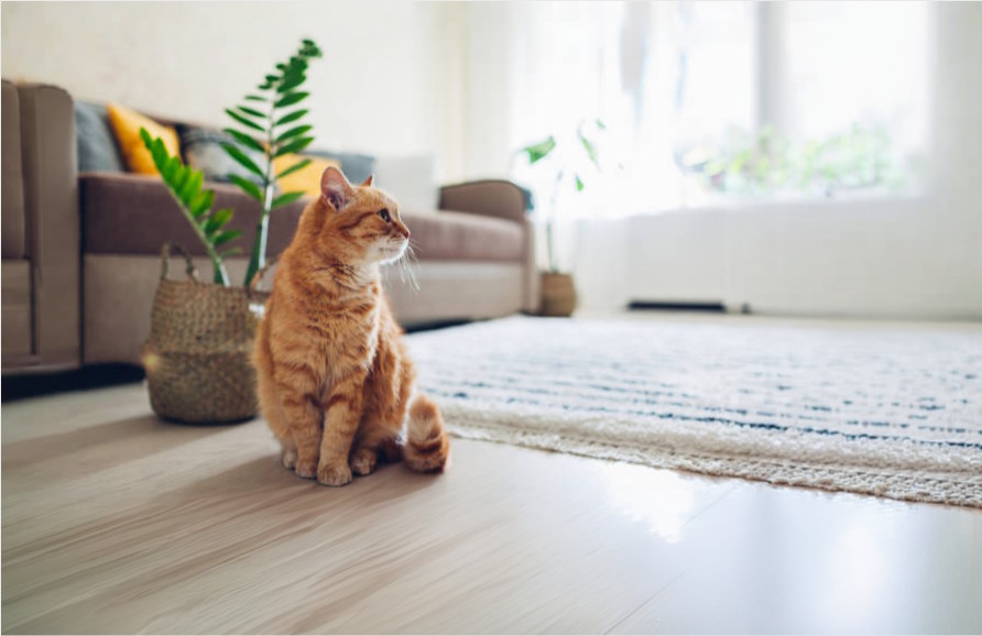 Câu lệnh mở rộng ảnh AI